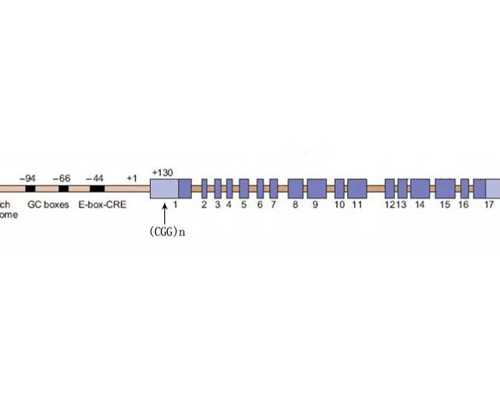 影响试管成功率因素有哪些 代孕网站哪家正规