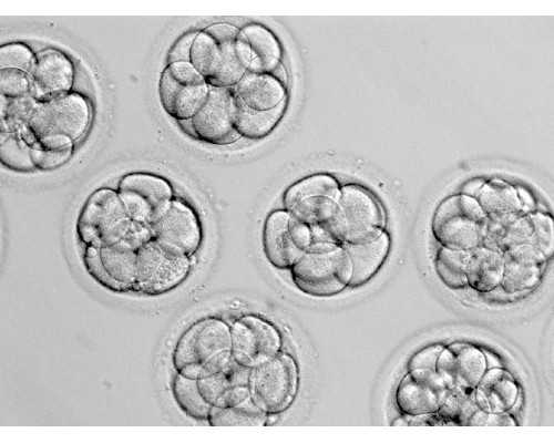 最全胎梦解析,宝宝与妈妈的四次元沟通 试管代怀代生医院排名