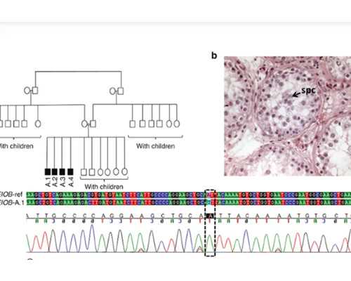 卵巢早衰两次试管失败,我终于成功了 供卵代怀试管要多少钱